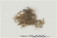 藏品(擬平苔屬)的圖片